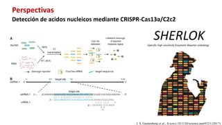 Aplicación de la edición de genomas en los cultivos del CIAT