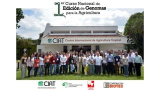 Aplicación de la edición de genomas en los cultivos del CIAT