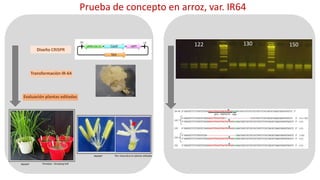 Aplicación de la edición de genomas en los cultivos del CIAT