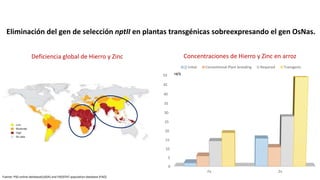 Aplicación de la edición de genomas en los cultivos del CIAT
