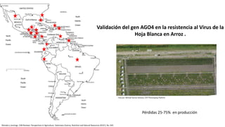 Aplicación de la edición de genomas en los cultivos del CIAT