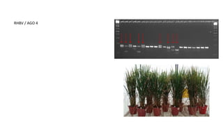 Aplicación de la edición de genomas en los cultivos del CIAT