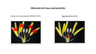 Aplicación de la edición de genomas en los cultivos del CIAT