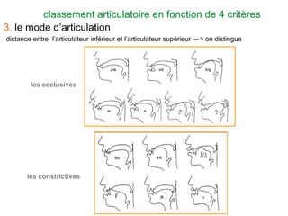 classement articulatoire en fonction de 4 critères
3. le mode d’articulation
distance entre l’articulateur inférieur et l’articulateur supérieur —> on distingue
les occlusives
les constrictives
 