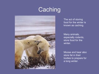 polar bear | PPT