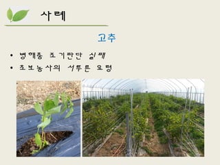 고추
• 병해충 조기판단 실패
• 초보농사의 서투른 요령
사례
 