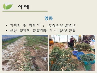 양파
• 가위로 풀 자르기 : 어처구니 없죠 ?
• 생선 액비로 영양제를 쓰니 냄새 진동
사례
 
