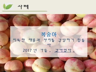 사례
복숭아
지독한 해충과 까치를 감당하기 힘들
다
2017 년 가을 , 갈아엎다 .
 