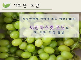 새로운 도전
복숭아재배 자리에 포도 예정 (2018)
샤인마스켓 포도로
또 다른 여정 출발
 