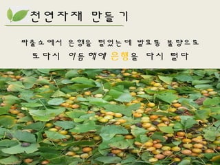 천연자재 만들기
파출소에서 은행을 털었는데 발효통 불량으로
또다시 이듬해에 은행을 다시 털다
 