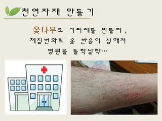 천연자재 만들기
옻나무로 기피제를 만들다 ,
체질변화로 옻 반응이 심해져
병원을 들락날락…
 