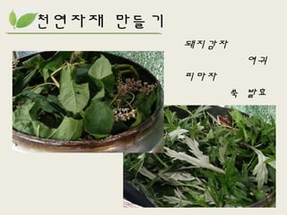 천연자재 만들기
돼지감자
여귀
피마자
쑥 발효
 