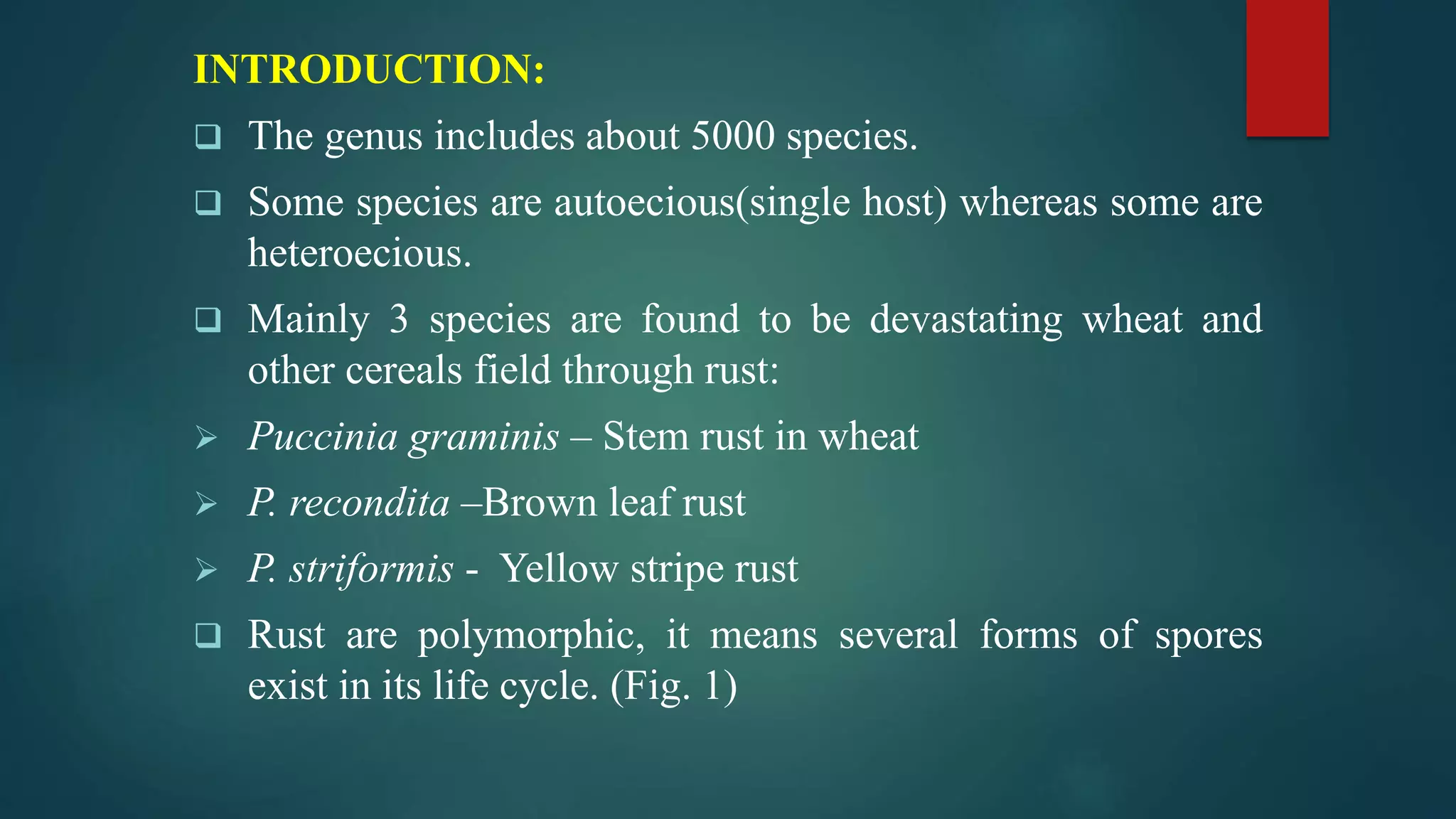 INTRODUCTION:
 The genus includes about 5000 species.
 Some species are autoecious(single host) whereas some are
heteroecious.
 Mainly 3 species are found to be devastating wheat and
other cereals field through rust:
 Puccinia graminis – Stem rust in wheat
 P. recondita –Brown leaf rust
 P. striformis - Yellow stripe rust
 Rust are polymorphic, it means several forms of spores
exist in its life cycle. (Fig. 1)
 