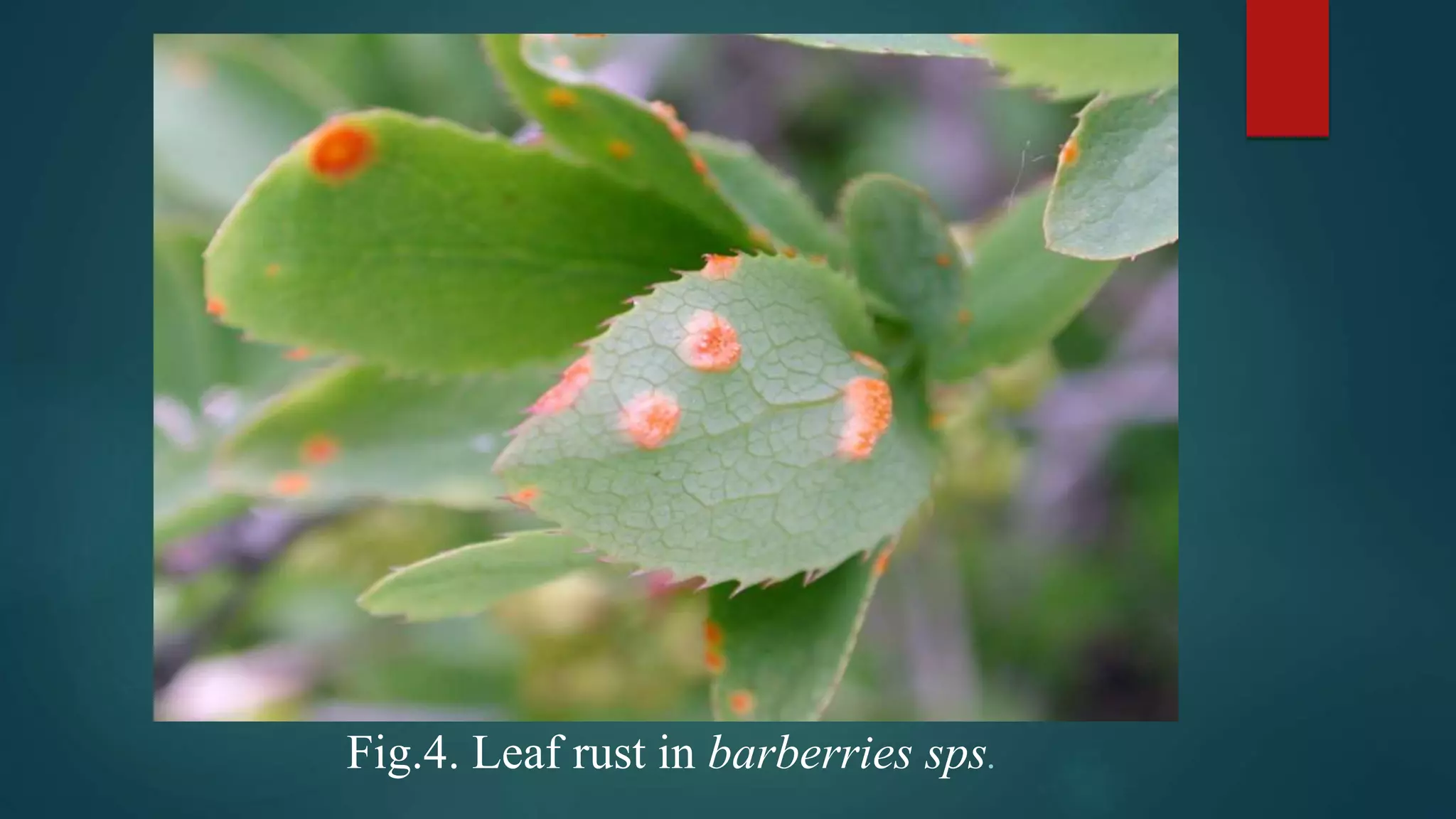 Fig.4. Leaf rust in barberries sps.
 