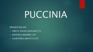 PUCCINIA
PRESENTED BY:
 DIBYA THAPA MAGAR (17)
 DINESH GHIMIRE (18)
 GAJENDRA BHATTA (19)
 