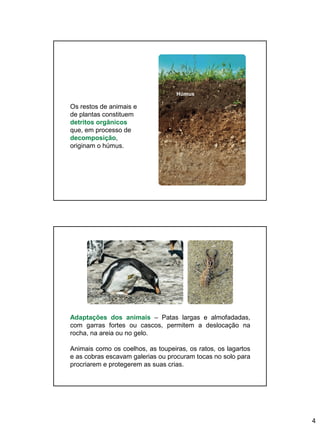 4
Os restos de animais e
de plantas constituem
detritos orgânicos
que, em processo de
decomposição,
originam o húmus.
Húmus
Adaptações dos animais – Patas largas e almofadadas,
com garras fortes ou cascos, permitem a deslocação na
rocha, na areia ou no gelo.
Animais como os coelhos, as toupeiras, os ratos, os lagartos
e as cobras escavam galerias ou procuram tocas no solo para
procriarem e protegerem as suas crias.
 