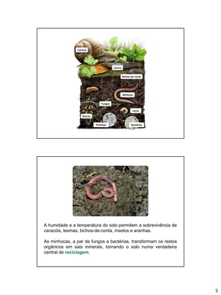 5
Fungos
Minhoca
Bichos-de-conta
Lesma
Caracol
BactériasProtistas
Larva
Ácaros
A humidade e a temperatura do solo permitem a sobrevivência de
caracóis, lesmas, bichos-de-conta, insetos e aranhas.
As minhocas, a par de fungos e bactérias, transformam os restos
orgânicos em sais minerais, tornando o solo numa verdadeira
central de reciclagem.
 