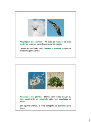 8
Adaptações dos animais – As aves de rapina e as aves
marinhas exploram os ventos com grande mestria.
Devido ao seu baixo peso, insetos e aranhas podem ser
arrastados pelos ventos.
Adaptações das plantas – Plantas com caules flexíveis ou
com crescimento em almofada estão bem adaptadas ao
vento.
Em algumas plantas, o vento transporta as sementes para
longe.
 