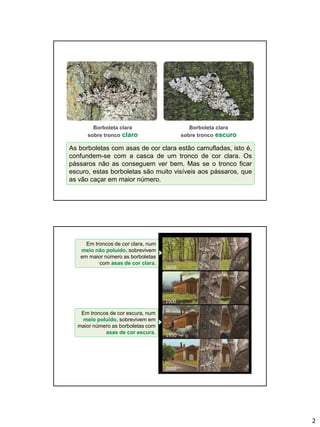 2
1900
Borboleta clara
sobre tronco claro
Borboleta clara
sobre tronco escuro
As borboletas com asas de cor clara estão camufladas, isto é,
confundem-se com a casca de um tronco de cor clara. Os
pássaros não as conseguem ver bem. Mas se o tronco ficar
escuro, estas borboletas são muito visíveis aos pássaros, que
as vão caçar em maior número.
1850
1900
1950
2000
Em troncos de cor clara, num
meio não poluído, sobrevivem
em maior número as borboletas
com asas de cor clara.
Em troncos de cor escura, num
meio poluído, sobrevivem em
maior número as borboletas com
asas de cor escura.
 
