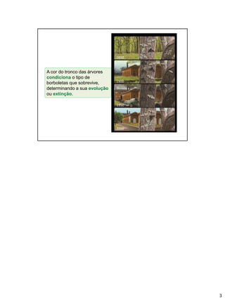 3
1850
1900
1950
2000
A cor do tronco das árvores
condiciona o tipo de
borboletas que sobrevive,
determinando a sua evolução
ou extinção.
 