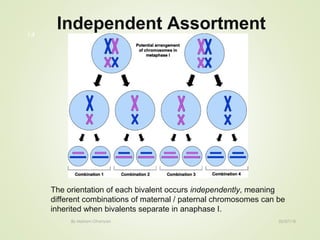 02/07/18By Mariam Ohanyan
14
Independent Assortment
The orientation of each bivalent occurs independently, meaning
different combinations of maternal / paternal chromosomes can be
inherited when bivalents separate in anaphase I.
 