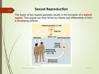 02/07/18By Mariam Ohanyan
15 Sexual Reproduction
The fusion of two haploid gametes results in the formation of a diploid
zygote. This zygote can then divide by mitosis and differentiate to form
a developing embryo.
 