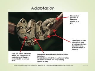 Adaptation
02/07/18
20
Source: https://yipjboaconstrictor.wikispaces.com/Modern+Animal-Boa+Constrictor
 