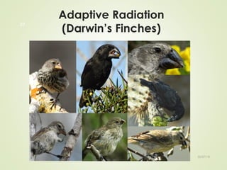Adaptive Radiation
(Darwin’s Finches)
By Mariam Ohanyan
27
02/07/18
 