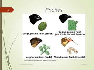 Finches
02/07/18By Mariam Ohanyan
30
Source: https://biosenioritis.weebly.com/1.html
 