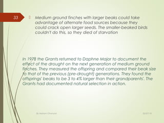  Medium ground finches with larger beaks could take
advantage of alternate food sources because they
could crack open larger seeds. The smaller-beaked birds
couldn't do this, so they died of starvation
02/07/18By Mariam Ohanyan
33
In 1978 the Grants returned to Daphne Major to document the
effect of the drought on the next generation of medium ground
finches. They measured the offspring and compared their beak size
to that of the previous (pre-drought) generations. They found the
offsprings' beaks to be 3 to 4% larger than their grandparents'. The
Grants had documented natural selection in action.
 