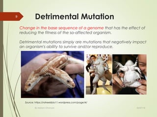 Detrimental Mutation
Change in the base sequence of a genome that has the effect of
reducing the fitness of the so-affected organism.
Detrimental mutations simply are mutations that negatively impact
an organism's ability to survive and/or reproduce.
By Mariam Ohanyan
9
02/07/18
Source: https://raheelsbio11.wordpress.com/page/4/
 