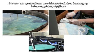 Επίσκεψη των εγκαταστάσεων του εθελοντικού συλλόγου διάσωσης της
θαλάσσιας χελώνας «Αρχέλων»
 