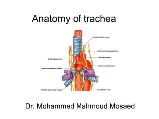 Anatomy of trachea
Dr. Mohammed Mahmoud Mosaed
 