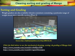 Mango Sorting cleaning, sorting and grading of mango 1 | PPT