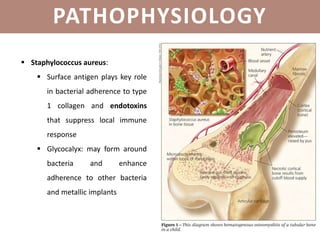 PATHOPHYSIOLOGY
 Staphylococcus aureus:
 Surface antigen plays key role
in bacterial adherence to type
1 collagen and endotoxins
that suppress local immune
response
 Glycocalyx: may form around
bacteria and enhance
adherence to other bacteria
and metallic implants
 