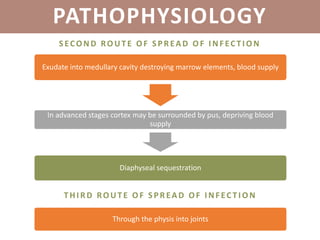 PATHOPHYSIOLOGY
SECOND ROUT E OF SPREAD OF I NF EC T I ON
Exudate into medullary cavity destroying marrow elements, blood supply
In advanced stages cortex may be surrounded by pus, depriving blood
supply
Diaphyseal sequestration
T HI RD ROUT E OF SPREAD OF I NF EC T I ON
Through the physis into joints
 