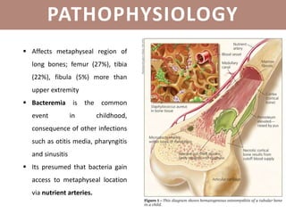 PATHOPHYSIOLOGY
 Affects metaphyseal region of
long bones; femur (27%), tibia
(22%), fibula (5%) more than
upper extremity
 Bacteremia is the common
event in childhood,
consequence of other infections
such as otitis media, pharyngitis
and sinusitis
 Its presumed that bacteria gain
access to metaphyseal location
via nutrient arteries.
 
