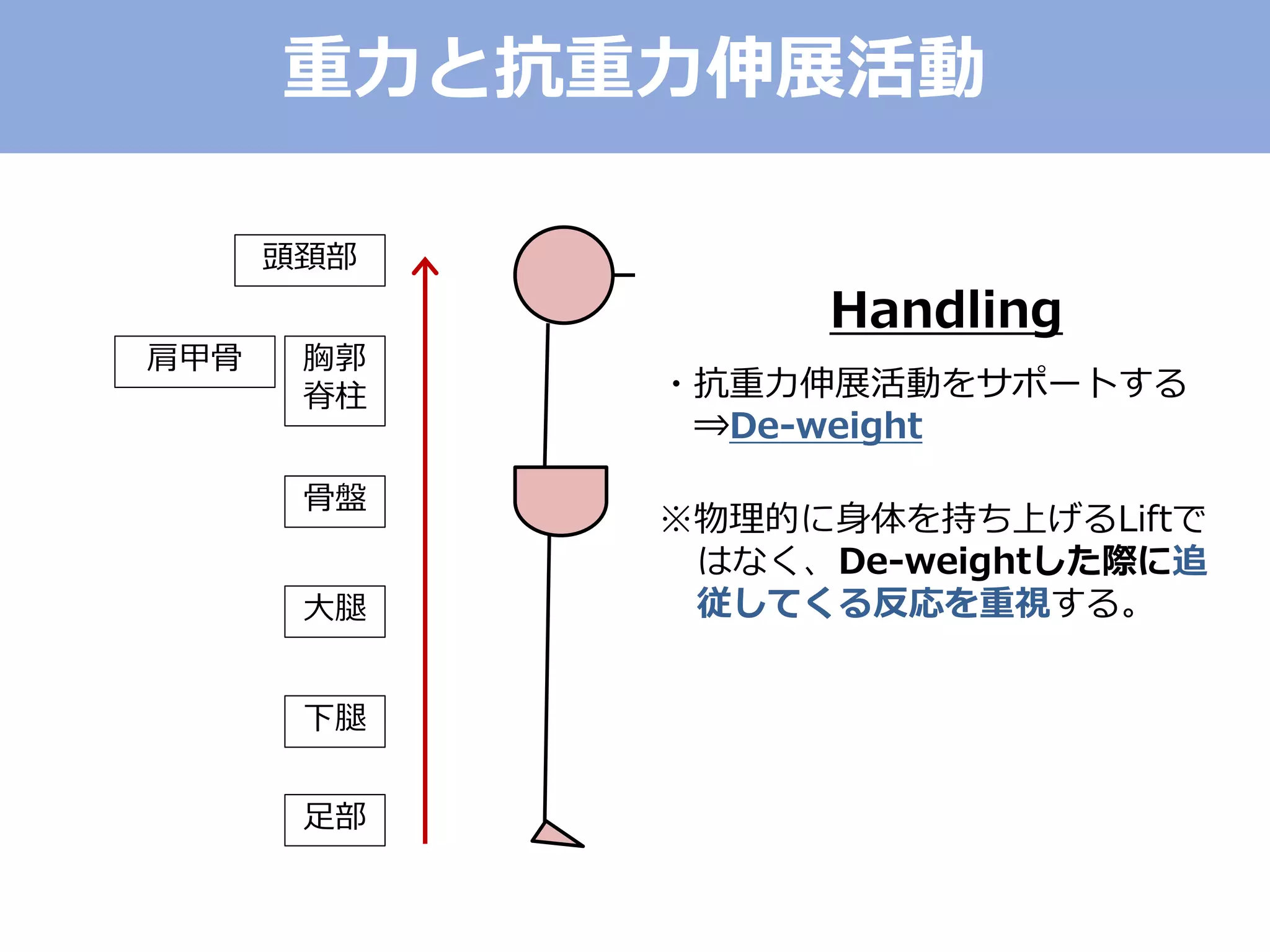 足部
下腿
大腿
骨盤
胸郭
脊柱
肩甲骨
頭頚部
重力と抗重力伸展活動
Handling
・抗重力伸展活動をサポートする
⇒De-weight
※物理的に身体を持ち上げるLiftで
はなく、De-weightした際に追
従してくる反応を重視する。
 