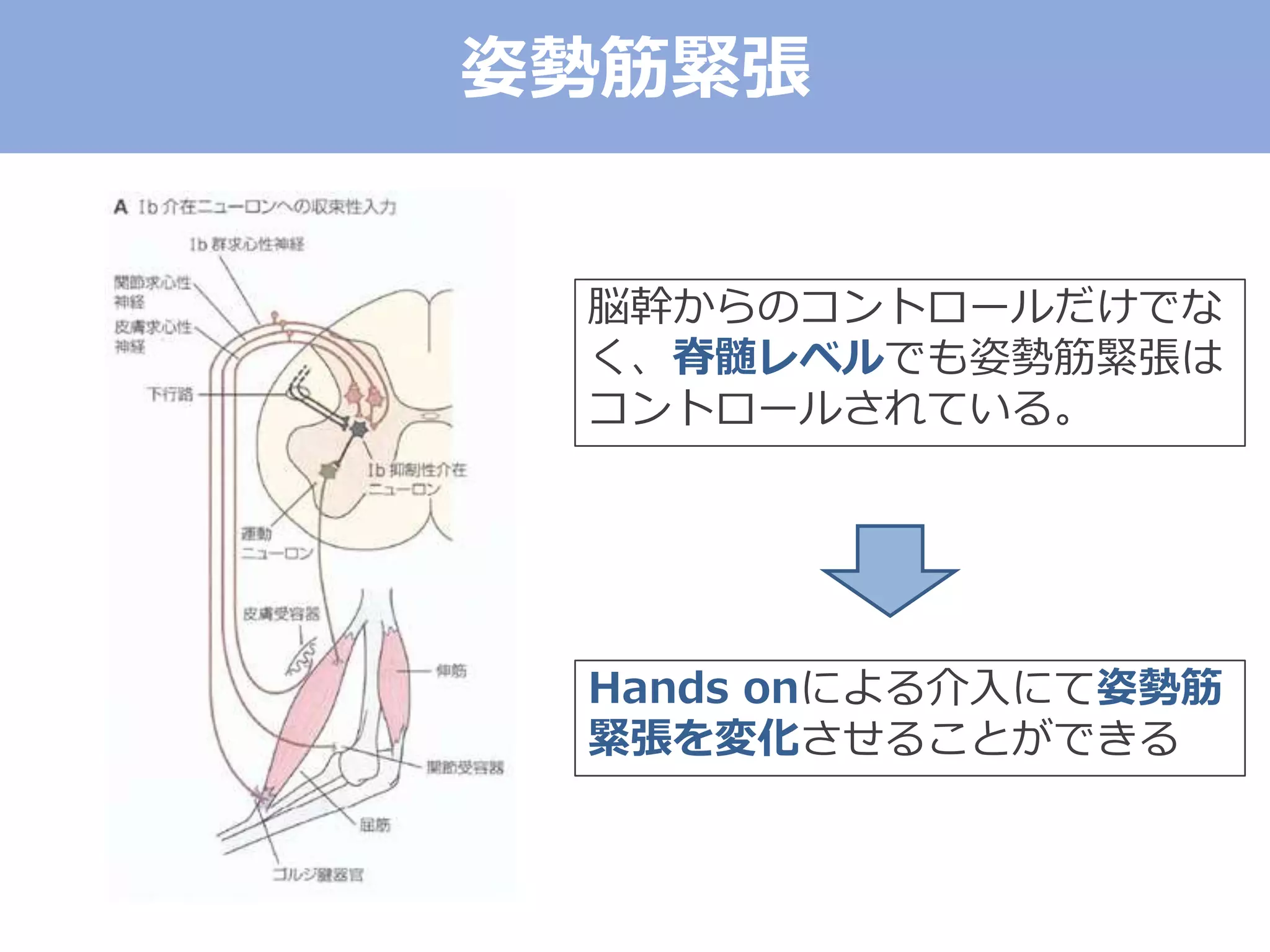 脳幹からのコントロールだけでな
く、脊髄レベルでも姿勢筋緊張は
コントロールされている。
Hands onによる介入にて姿勢筋
緊張を変化させることができる
姿勢筋緊張
 