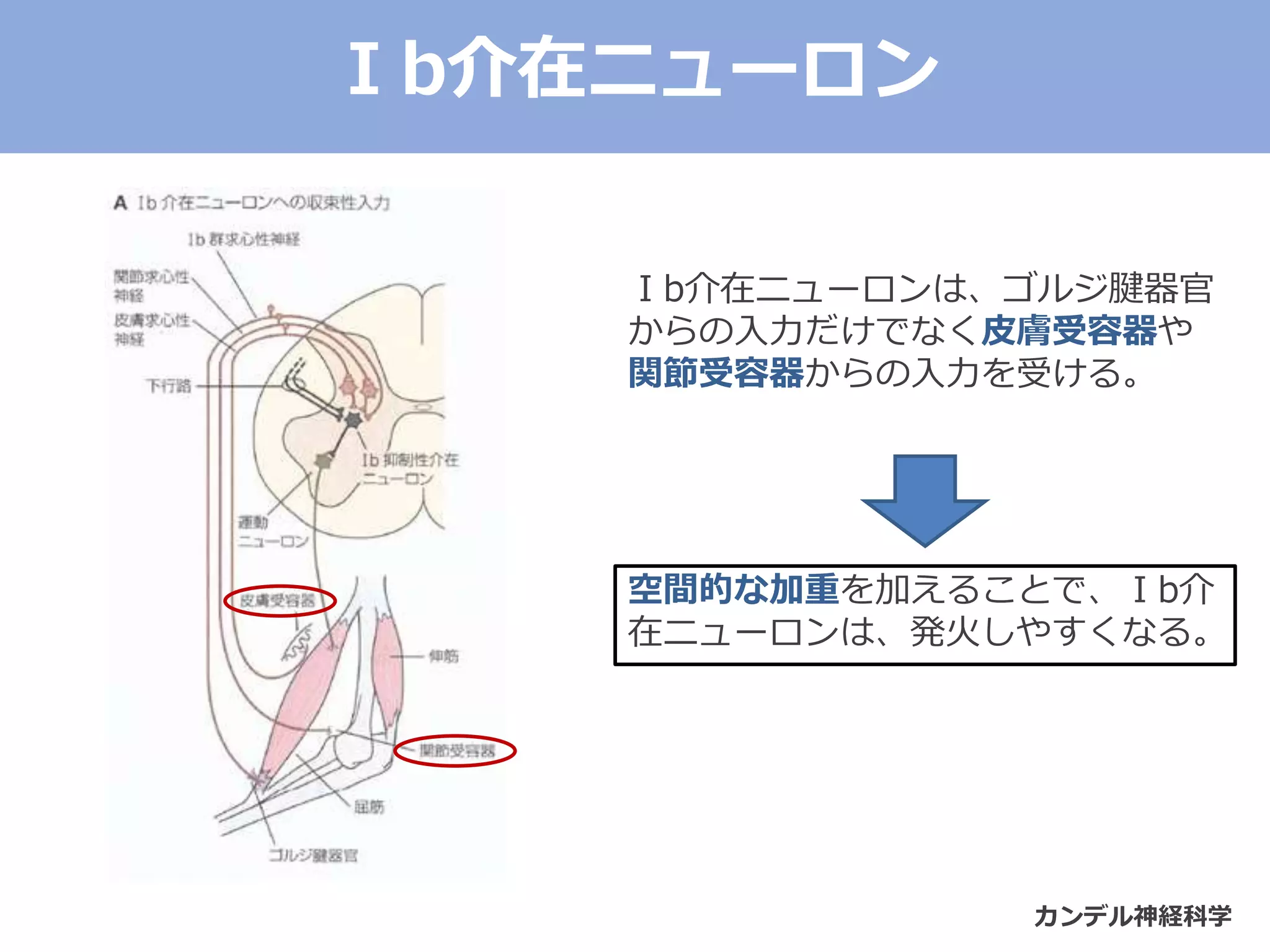 カンデル神経科学
Ⅰb介在ニューロンは、ゴルジ腱器官
からの入力だけでなく皮膚受容器や
関節受容器からの入力を受ける。
空間的な加重を加えることで、Ⅰb介
在ニューロンは、発火しやすくなる。
Ⅰb介在ニューロン
 