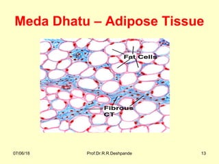 Meda Dhatu – Adipose Tissue
07/06/18 Prof.Dr.R.R.Deshpande 13
 