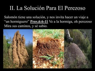 II. La Solución Para El Perezoso
Salomón tiene una solución, y nos invita hacer un viaje a
“un hormiguero” Prov.6:6-11 Ve a la hormiga, oh perezoso
Mira sus caminos, y sé sabio.
 