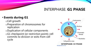The Cell Cycle - Mitosis Biology Diagrams