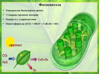 Фотосинтеза
 Универзалан биохемијски процес
 Стварање органске материје
 Одвија се у хлоропластима
 Општа формула: 6СО2 + 6Н2О→ С6Н12О6 + 6О2
 