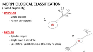 Axon Classifications 5.a.nervous tissue | PPTX