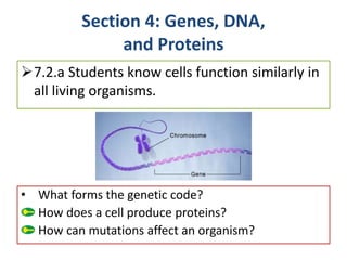 Section 4: Genes, DNA,
and Proteins
• What forms the genetic code?
How does a cell produce proteins?
How can mutations affect an organism?
7.2.a Students know cells function similarly in
all living organisms.
 