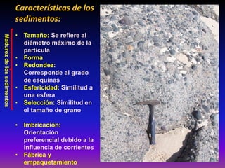 Características de los
sedimentos:
• Tamaño: Se refiere al
diámetro máximo de la
partícula
• Forma
• Redondez:
Corresponde al grado
de esquinas
• Esfericidad: Similitud a
una esfera
• Selección: Similitud en
el tamaño de grano
• Imbricación:
Orientación
preferencial debido a la
influencia de corrientes
• Fábrica y
empaquetamiento
Madurezdelossedimentos
 