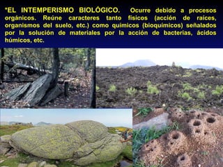 *EL INTEMPERISMO BIOLÓGICO. Ocurre debido a procesos
orgánicos. Reúne caracteres tanto físicos (acción de raíces,
organismos del suelo, etc.) como químicos (bioquímicos) señalados
por la solución de materiales por la acción de bacterias, ácidos
húmicos, etc.
 