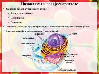 Цитоплазма и ћелијске органеле
 Основни делови еукариотске ћелије:
 Ћелијска мембрана
 Цитоплазма
 Органеле
 Органеле- локална средина у ћелији за обављање специјализованих улога
 Синхронизација у раду органела унутар ћелије
 