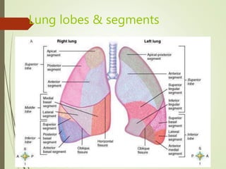 Lung lobes & segments
 
